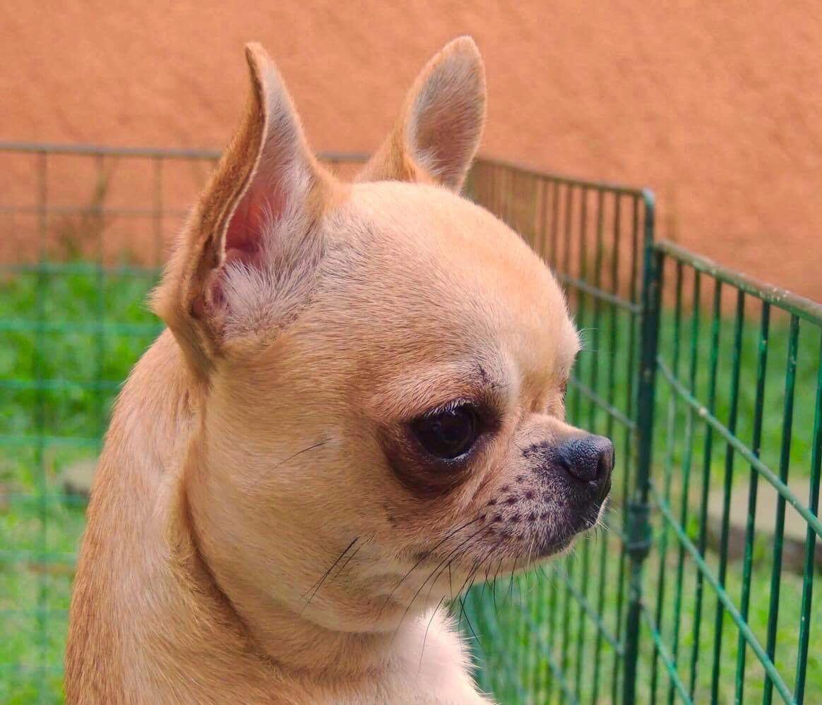Chihuahueño 6